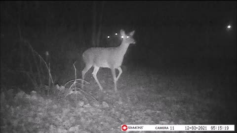 Backyard Trail Cam - Two Deer