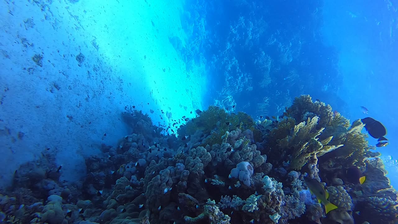 Red Sea SCUBA Exploring Coral Heads 3