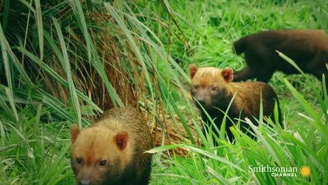 Why Bush Dogs Are So Different From Other Dogs