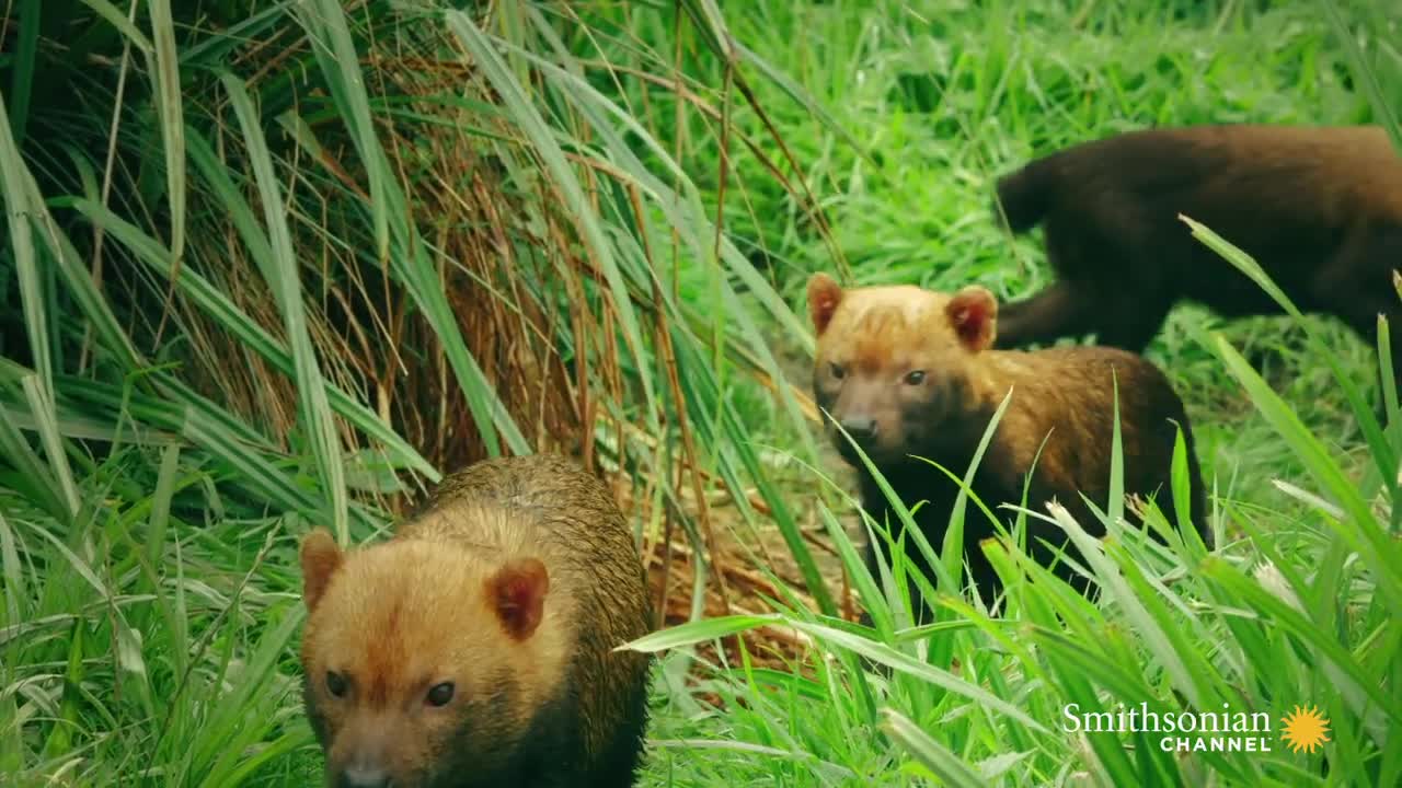 Why Bush Dogs Are So Different From Other Dogs