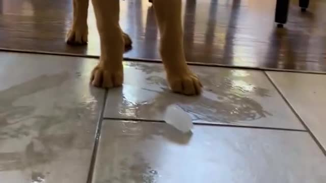 Ice, ice, puppy! 🧊🐶💕