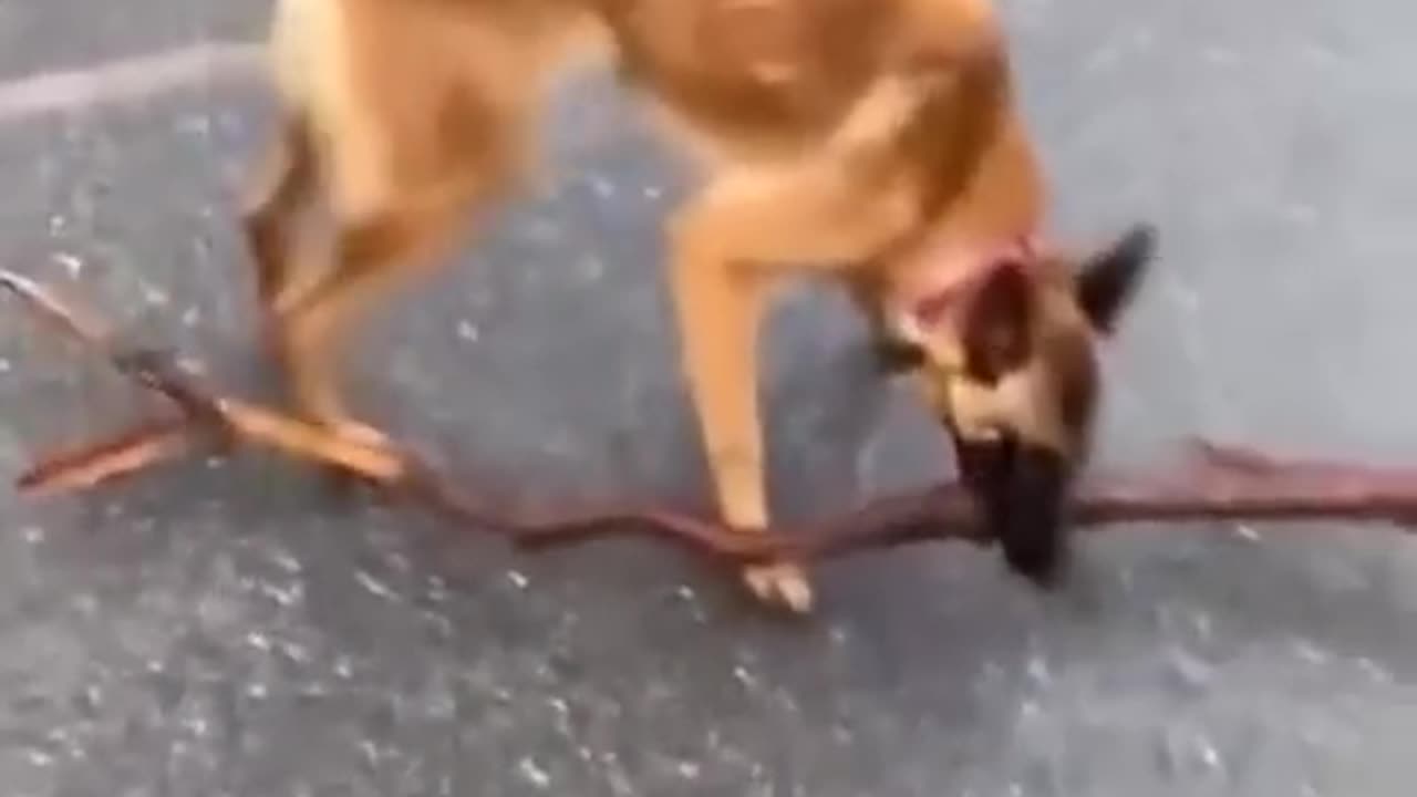 Funny animal moments | Funny | #part 1