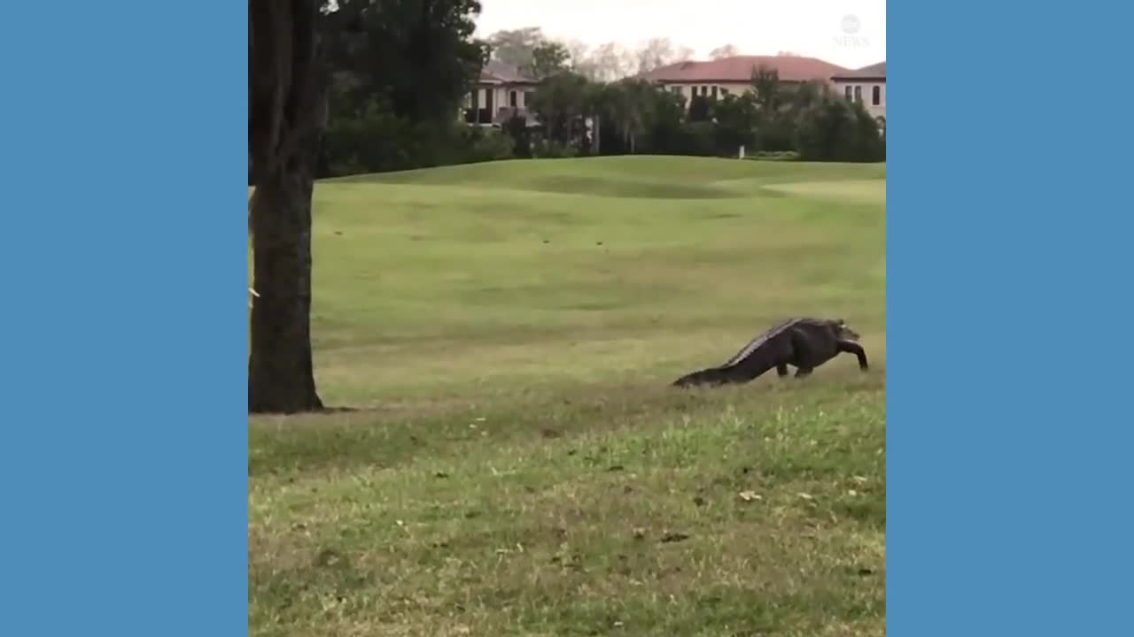 Crane scares alligator off Florida golf course