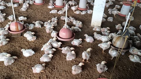 Poultry farm