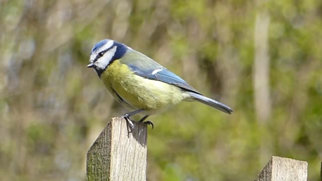 Mésange bleue