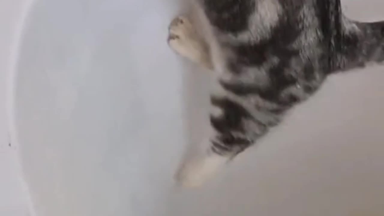 Cat happy