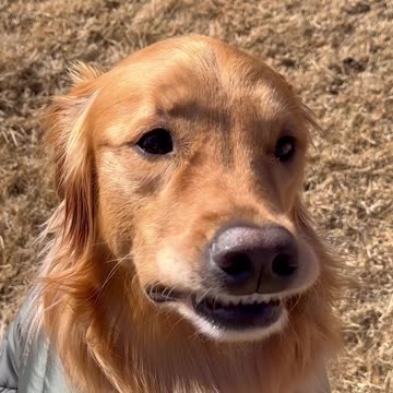 My dog made a huge mistake