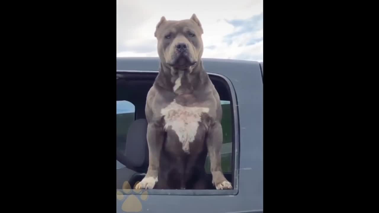 I'm big kid now cute baby animals | funny pets