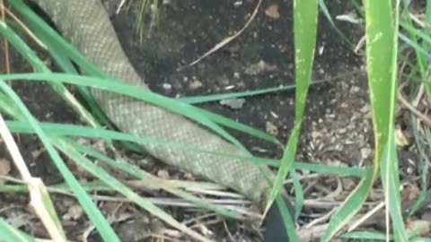 Blacktailed Rattlesnake