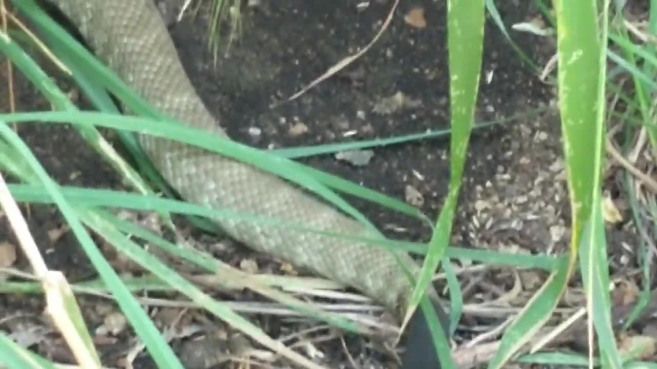 Blacktailed Rattlesnake