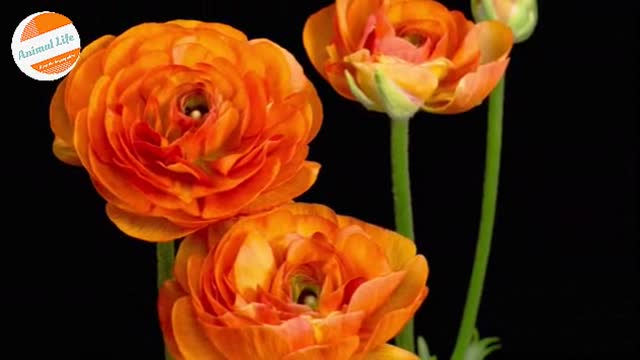 Orange Ranunculus Asiaticus Flower Opening Dramatically