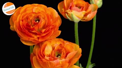 Orange Ranunculus Asiaticus Flower Opening Dramatically