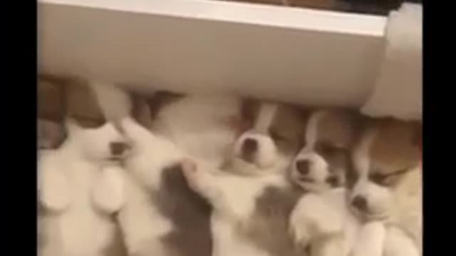 Cute And Funny Puppy Moment _ Smart Dog _