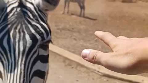 Cute Zebra | Animal