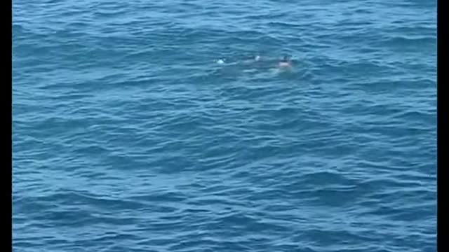 Swims out into the middle of the ocean. right by a pier