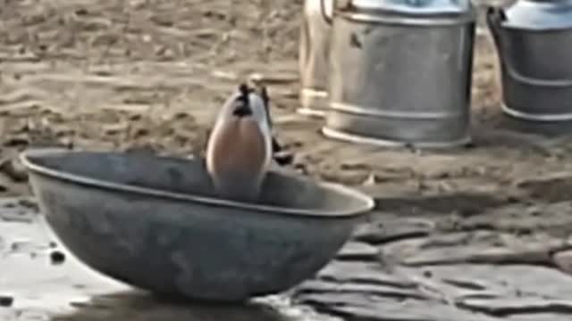 Rufous Treepie