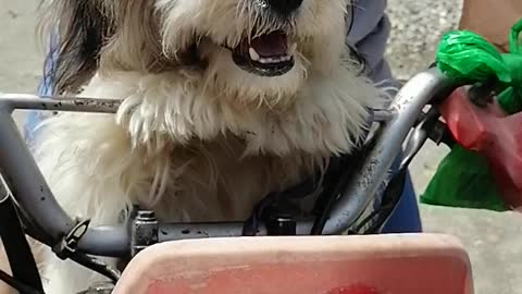 Happy Dog Riding a Motorcycle
