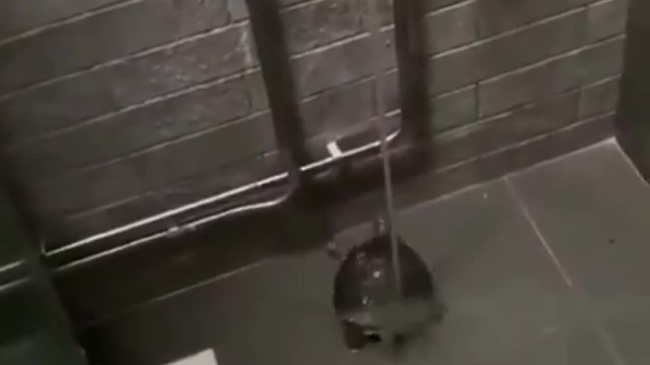 The Twerking Turtle #shorts #viral #shortsvideo #video