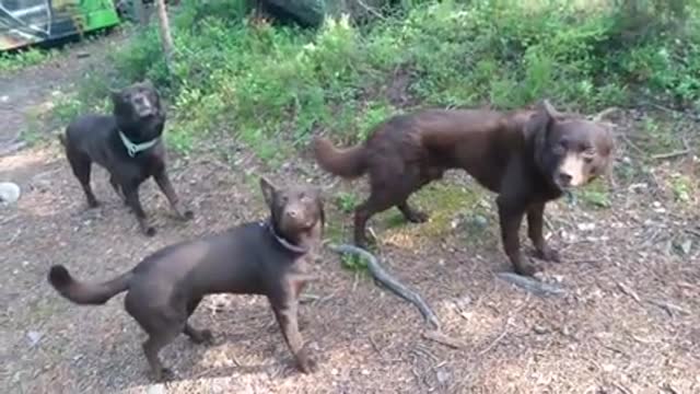 Dogs will never move until getting a signal
