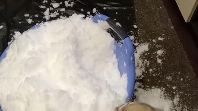 Pet Ferret Plays in Bucket of Snow