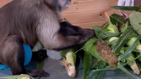 ITS CORN!!!! helping daddy shuck corn! oldie but goodie