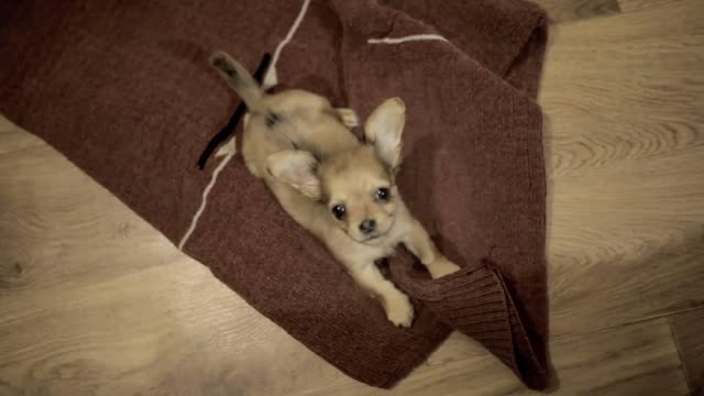 Little chihuahua puppy playing