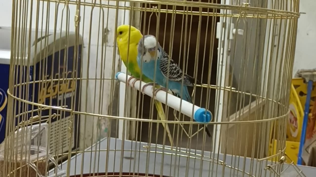 HowTo Animals Video Must Watch चिड़िया का बेसट विडिओ #subscribe #video #viral