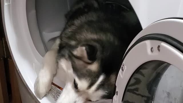 Husky Doesn't Want to Get Out of the Dryer