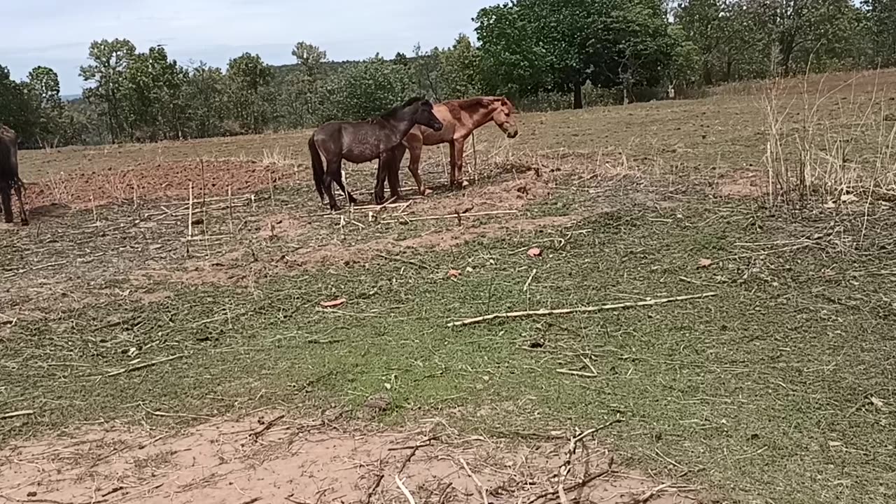 Horse in forest