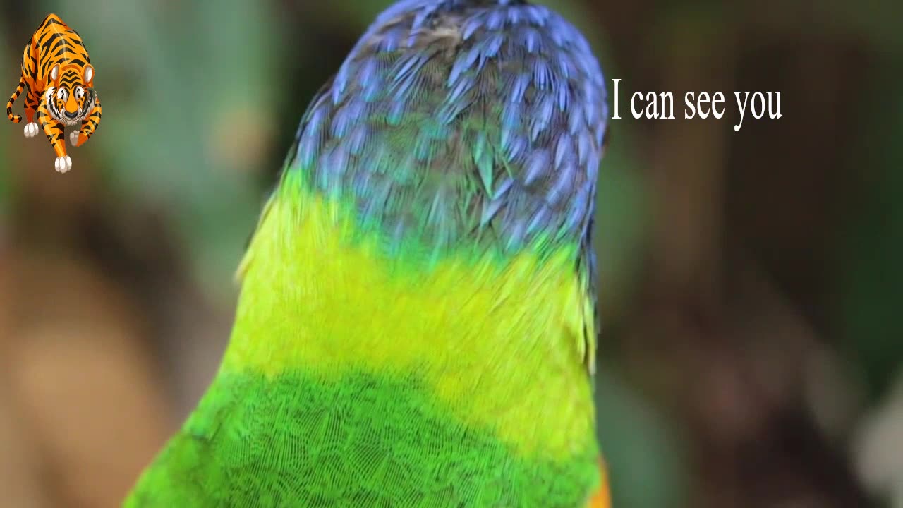 Tiger tries to hunt happy parrot chirping