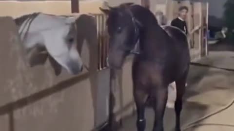 This Horse Is An Asshole