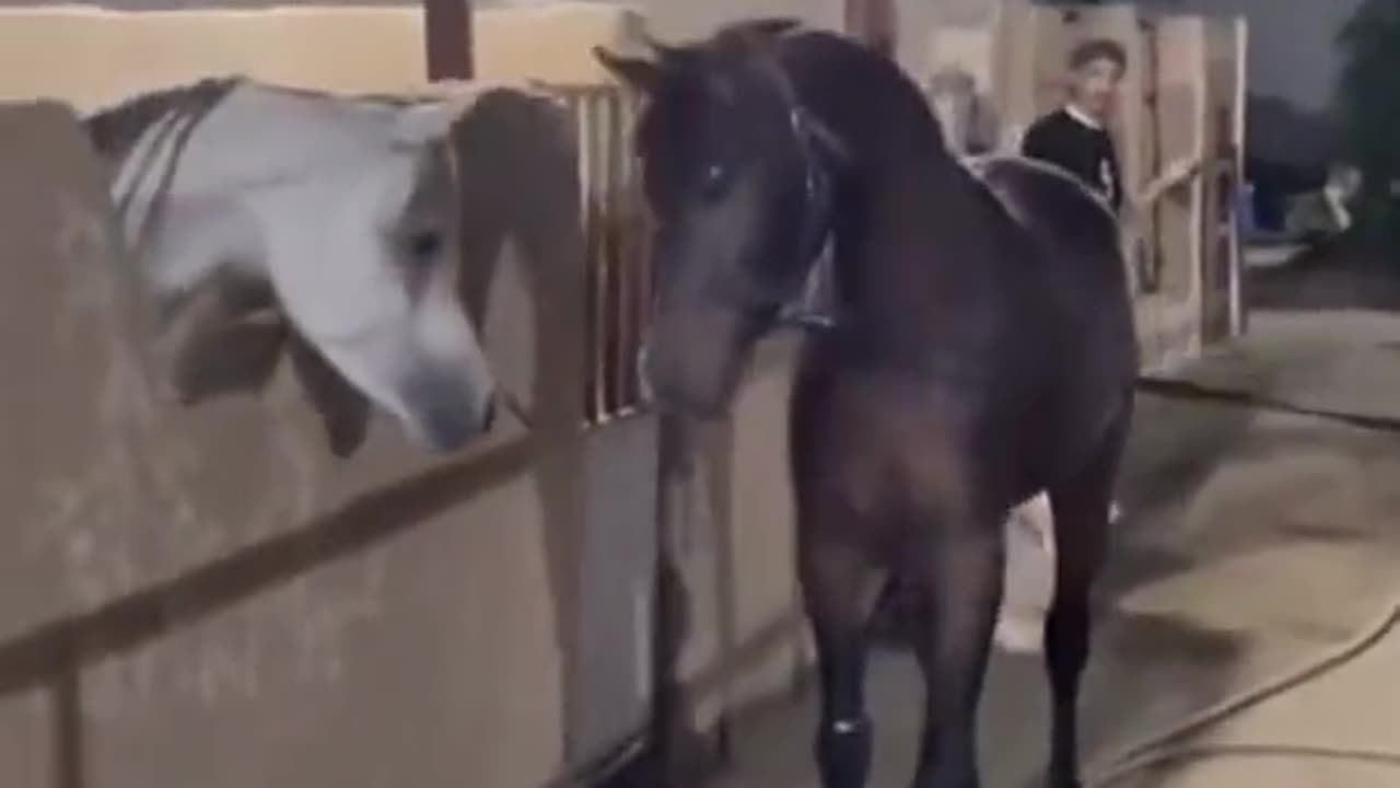 This Horse Is An Asshole