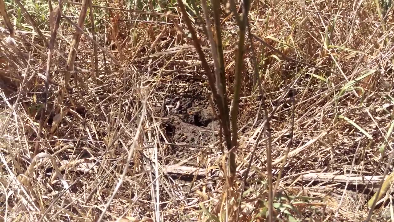 How can You Eradicate Wasp’s Nest from Your Yard?