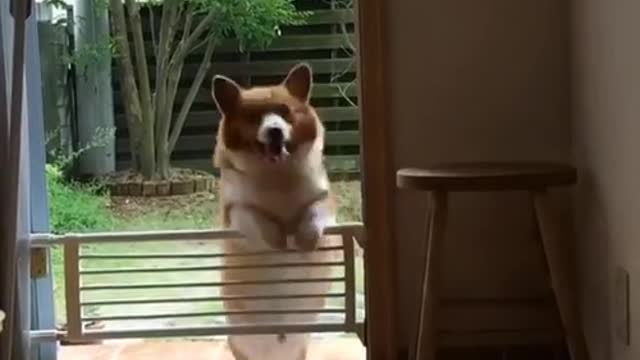 briefly about corgi