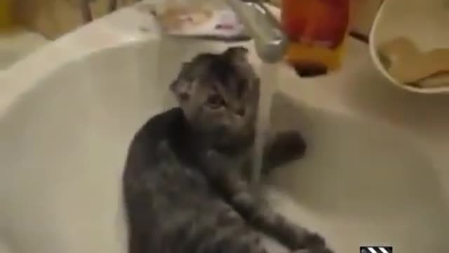 Funny Cat compilation