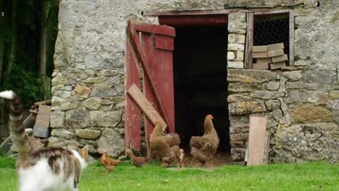 The Cat Who Adopts Baby Ducklings | Animal Odd Couples | Real Wild