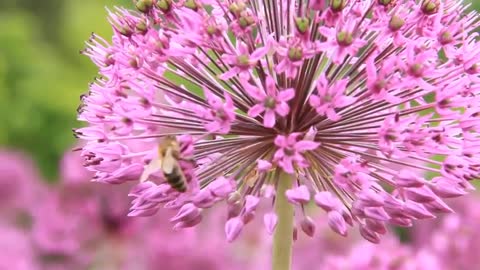 Beautiful flowers