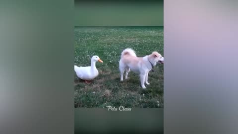 Funny Animal Videos