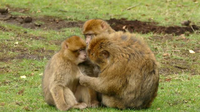 Funny monkey behavior in the forest