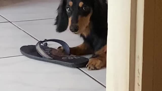 This dog is magnifc