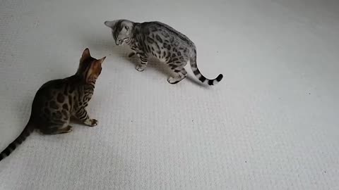 Bengal Kittens Play With Bubbles