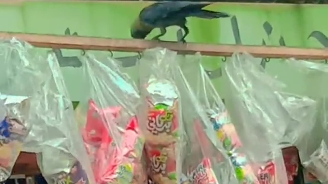 Smart Crow 😀😆