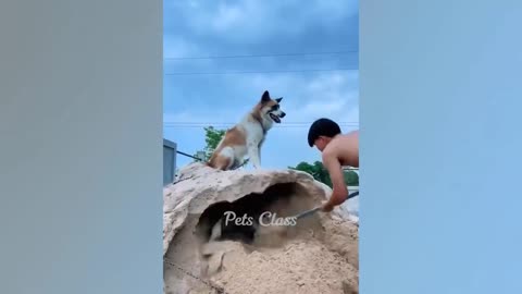 1 Hour Trending Funny Dogs And Cats Videos 😂 Funniest Cats and Dogs 😸🐶