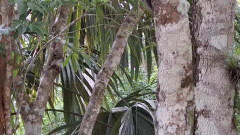 Monkey 🐒 at Tikal Peten Guatemala