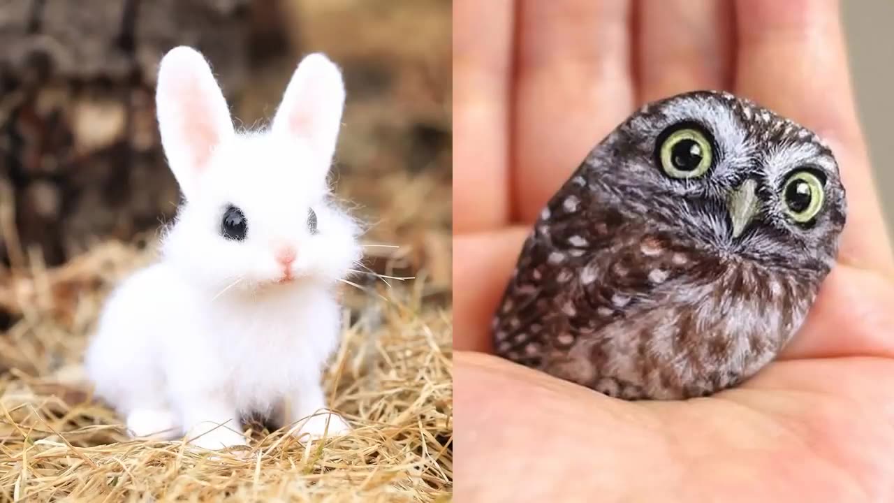 why animal so cute ?