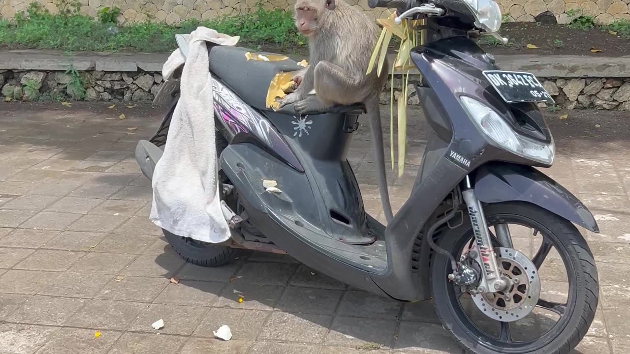 Monkey Caught Destroying Moped Seat