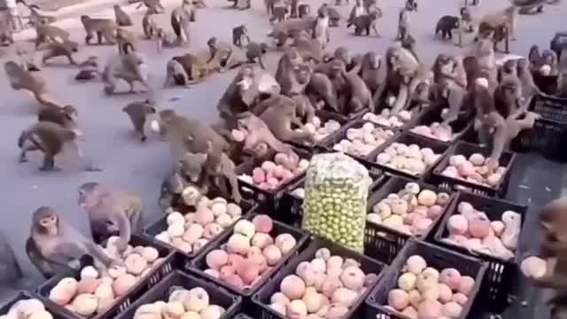 Animals-Nature in 2022 | Cute animals, Animals beautiful, Cute baby animals