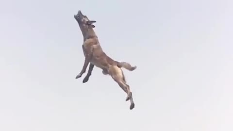 The dog has the ability to fly super