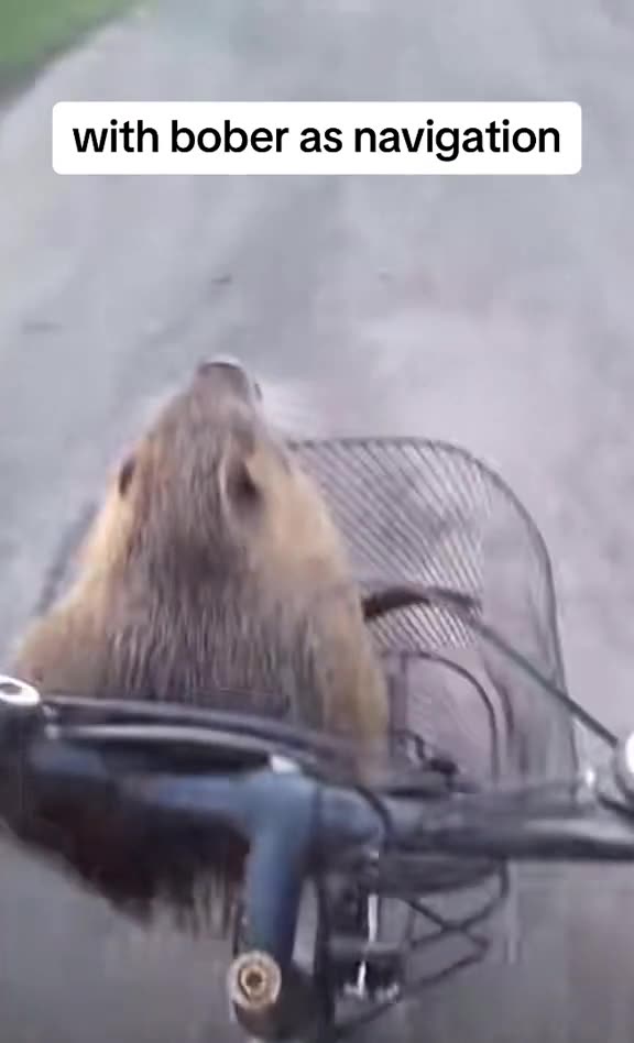 Bober: The Ukrainian War Badger