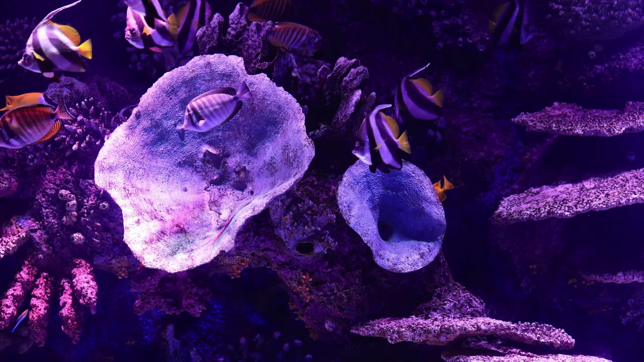 Most Amazing 4K VIDEO ULTRA HD 60FPS Sea Animals With Relaxing Music